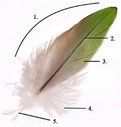https://upload.wikimedia.org/wikipedia/commons/thumb/4/41/Parts_of_feather_modified.jpg/400px-Parts_of_feather_modified.jpg